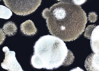 ВОЗ предупреждает  о новых грибковых заболеваниях