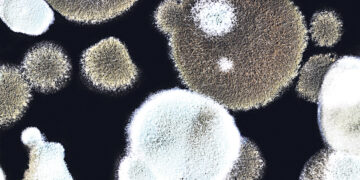 ВОЗ предупреждает  о новых грибковых заболеваниях