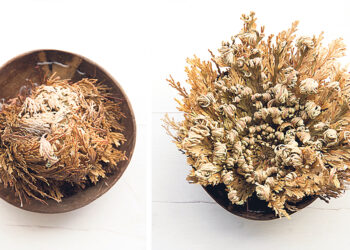 Роза Иерихона