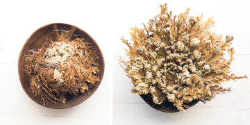 Роза Иерихона