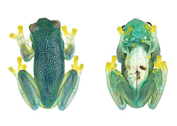 Учёные выяснили, как прозрачные лягушки становятся прозрачными