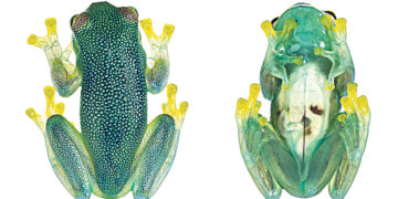 Учёные выяснили, как прозрачные лягушки становятся прозрачными