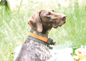 В Бельгии запрещают  электрические ошейники для собак