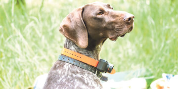 В Бельгии запрещают электрические ошейники для собак