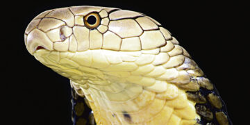 Ещё та змеюка!