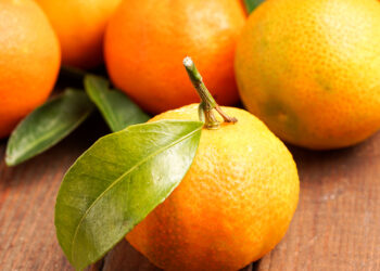 Подарок от монаха