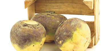 Кто чешет про репу Путину?