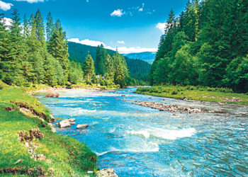 Площадь горных лесов сокращается