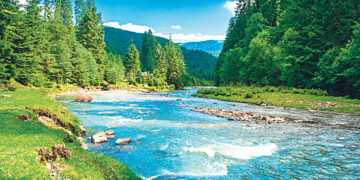 Площадь горных лесов сокращается