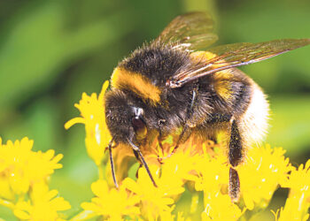 В Баварии открыли горячую линию  для учёта шмелей