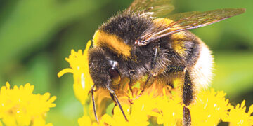 В Баварии открыли горячую линию для учёта шмелей