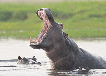 Власти Колумбии вышлют из страны 70 «кокаиновых» гиппопотамов