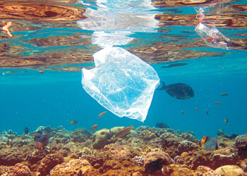 В Большом мусорном пятне появилась экосистема