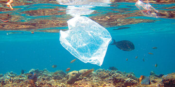 В Большом мусорном пятне появилась экосистема