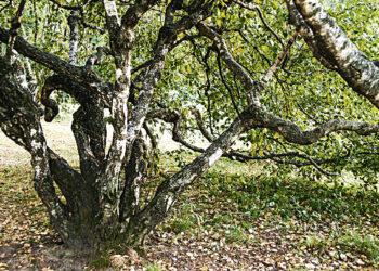 Царское дерево