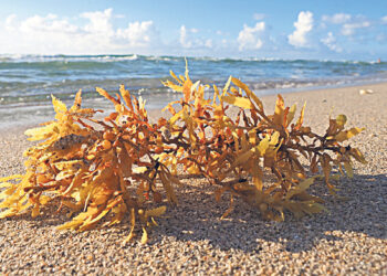 Полная корзина морского винограда