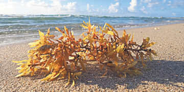 Полная корзина морского винограда