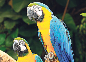 Попугаев научили звонить другим попугаям по видеосвязи