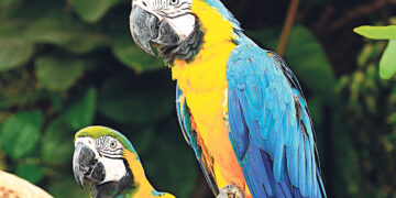 Попугаев научили звонить другим попугаям по видеосвязи