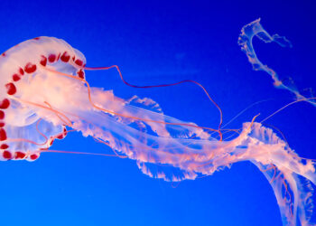 Мышцы есть – ума не надо