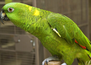 Птица Говорун отличается умом и сообразительностью