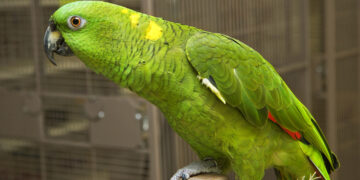 Птица Говорун отличается умом и сообразительностью