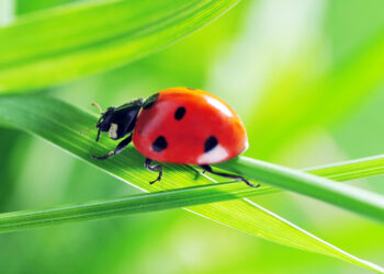 Полети на небо…