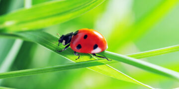 Полети на небо…