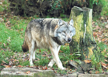В Баварии обсуждают, что делать с волками