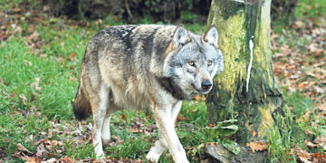 В Баварии обсуждают,  что делать с волками