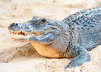 Крокодилиха впервые  вывела детёныша без самца