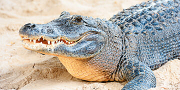 Крокодилиха впервые  вывела детёныша без самца