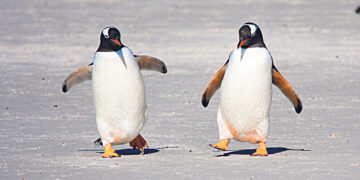 Почему пингвины не летают