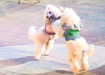 Собачий вальс – Блошиный или Ослиный?