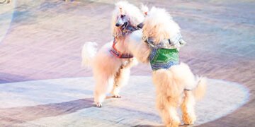 Собачий вальс – Блошиный или Ослиный?