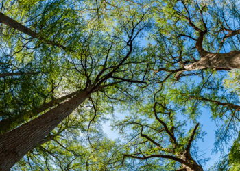 Самое высокое дерево Азии