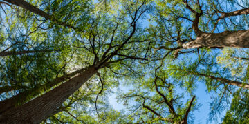 Самое высокое дерево Азии