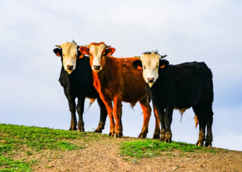 Три коровы обеспечат мир в Европе