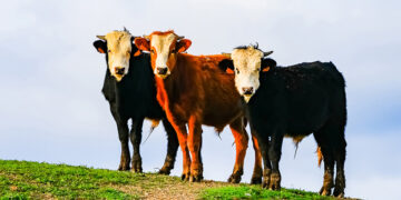 Три коровы обеспечат мир в Европе