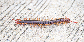 Сколько ног у сороконожки?