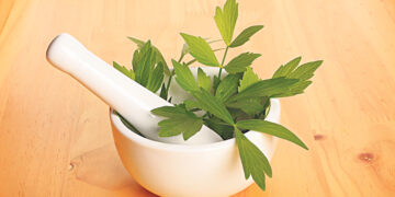 Liebstöckel – «любовная» специя