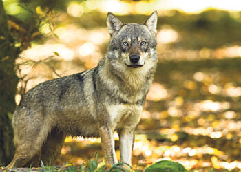 Идёт охота на волков –  волков-рецидивистов