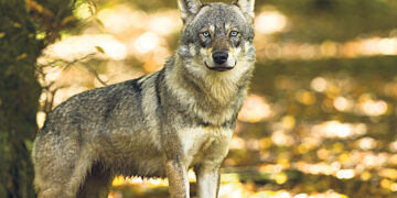 Идёт охота на волков – волков-рецидивистов