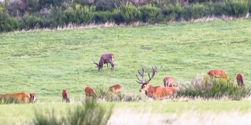 Военный полигон  в защиту дикой природы