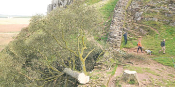 В Великобритании уничтожен клён-достопримечательность