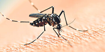 Зачем нужны природе комары