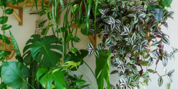 Цветы для ленивых