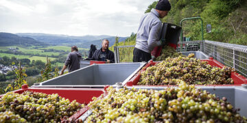 В мире будет меньше вина, в Германии урожай хороший