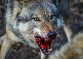 С волками – жить!