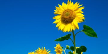 Желтое солнце на голубом небе становится в РФ запрещенным символом